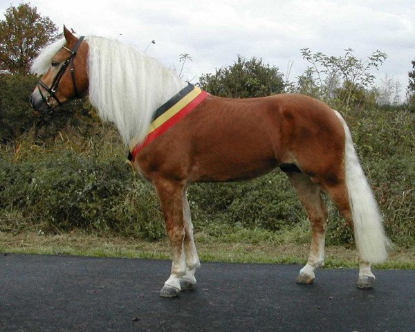 stallion Arachon (Haflinger, 2001, from liz. 101/T Amadeus)