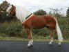 stallion Arachon (Haflinger, 2001, from liz. 101/T Amadeus)