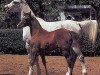 broodmare Normandia 1977 ox (Arabian thoroughbred, 1977, from Aswan 1958 EAO)