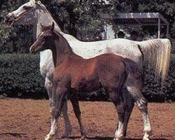 broodmare Normandia 1977 ox (Arabian thoroughbred, 1977, from Aswan 1958 EAO)