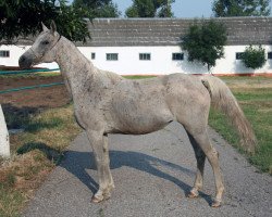 Zuchtstute Bengalia 1996 ox (Vollblutaraber, 1996, von Gusar 1984 ox)