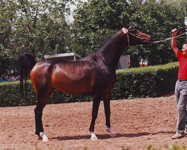 broodmare Brigantina 1982 ox (Arabian thoroughbred, 1982, from Menes 1977 ox)