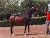 broodmare Brigantina 1982 ox (Arabian thoroughbred, 1982, from Menes 1977 ox)