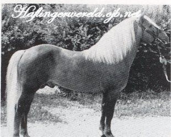 Deckhengst 850 Mordskerl (Haflinger, 1938, von Nilo (Niggl 5))