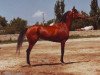 broodmare Bombina 1982 ox (Arabian thoroughbred, 1982, from Menes 1977 ox)