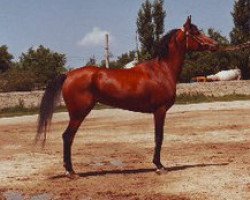 broodmare Bombina 1982 ox (Arabian thoroughbred, 1982, from Menes 1977 ox)