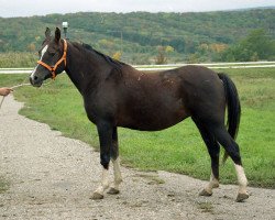 broodmare Byl 1993 ox (Arabian thoroughbred, 1993, from Pakistan 1979 ox)