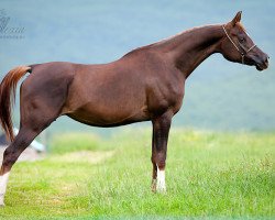 broodmare Belianka 2005 ox (Arabian thoroughbred, 2005, from Pobeditel 1998 ox)