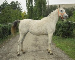 broodmare Kalifornia 1995 ox (Arabian thoroughbred, 1995, from Nard 1989 ox)