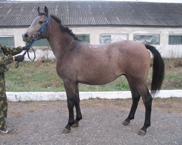 horse Kaizerberg Tersk 2012 ox (Arabian thoroughbred, 2012, from Beg 2000 ox)