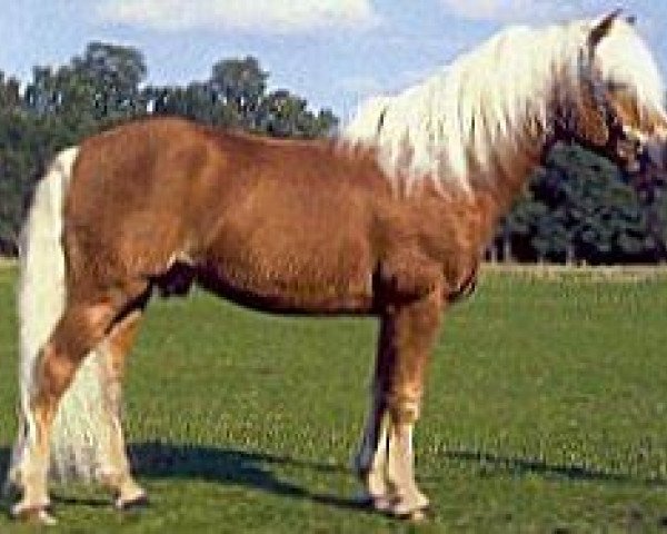 stallion Almwind (Haflinger, 1984, from 1338 Afghan II)