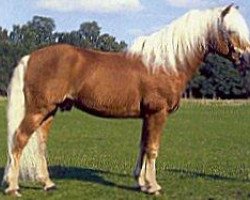 Deckhengst Almwind (Haflinger, 1984, von 1338 Afghan II)