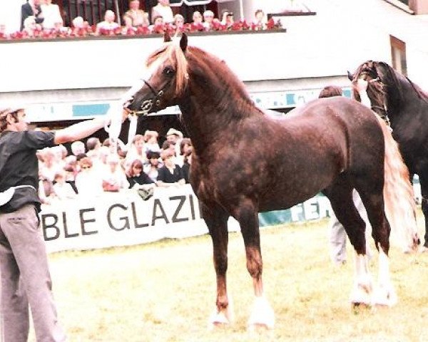 stallion Glanvyrnwy Coming King (Welsh-Cob (Sek. D), 1980, from Nesscliffe Rainbow)