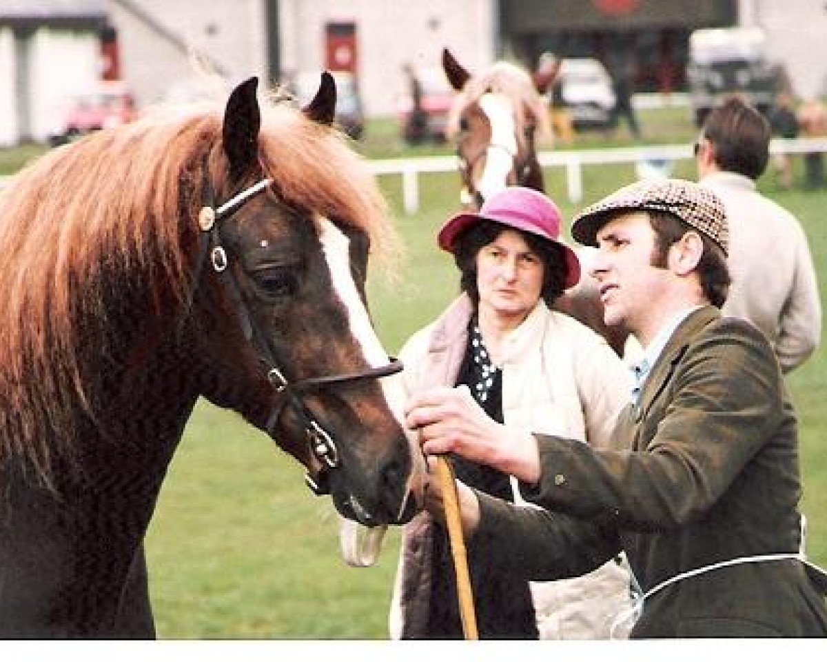 Deckhengst Glanvyrnwy Flying King (Welsh-Cob (Sek. D), 1983, von Glanvyrnwy Coming King)