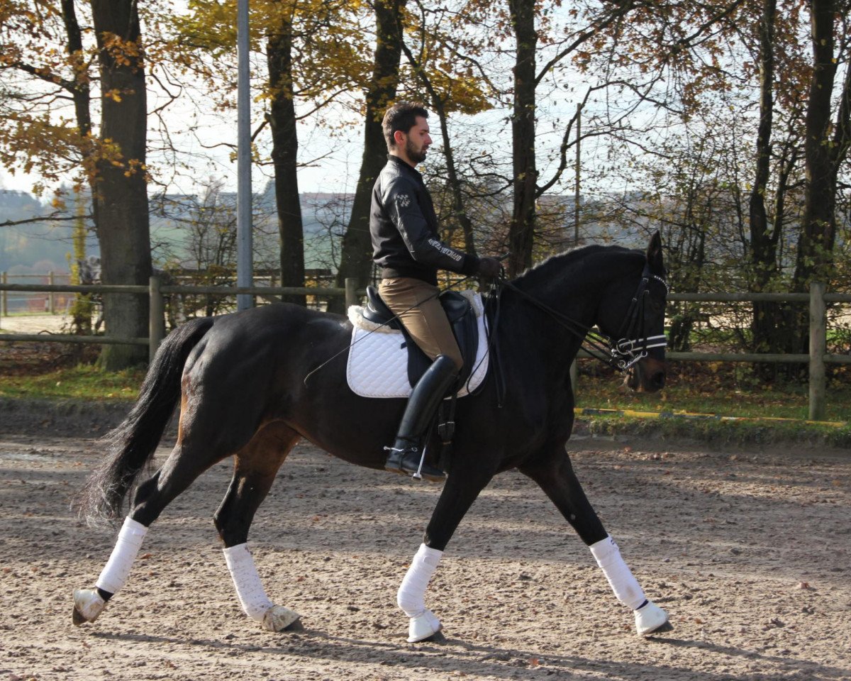 broodmare Quinta (Trakehner, 2000, from Liebestraum)