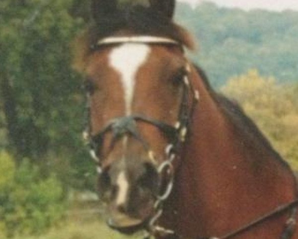 broodmare Karimaa ox (Arabian thoroughbred,  , from El Karim ox)