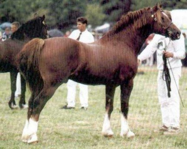 stallion Nebo Charles (Welsh-Cob (Sek. D), 1992, from Nebo Brenin)