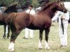 stallion Nebo Charles (Welsh-Cob (Sek. D), 1992, from Nebo Brenin)