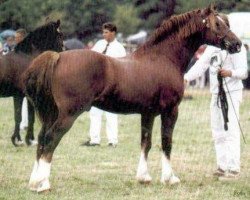 Deckhengst Nebo Charles (Welsh-Cob (Sek. D), 1992, von Nebo Brenin)