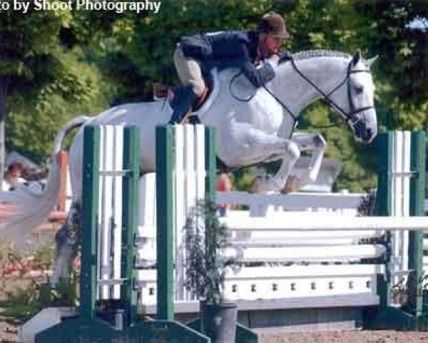 stallion Asher (Trakehner, 1998, from Heinzelmann)