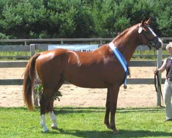 Deckhengst Cardinali (Trakehner, 2005, von Tradition)