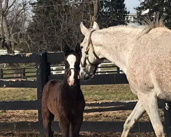 Pferd Peace xx (Englisches Vollblut, 2019, von Union Rags xx)