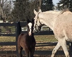 Pferd Peace xx (Englisches Vollblut, 2019, von Union Rags xx)