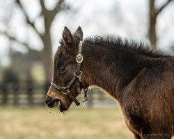 horse Stute von Constitution xx (Thoroughbred, 2022, from Constitution xx)