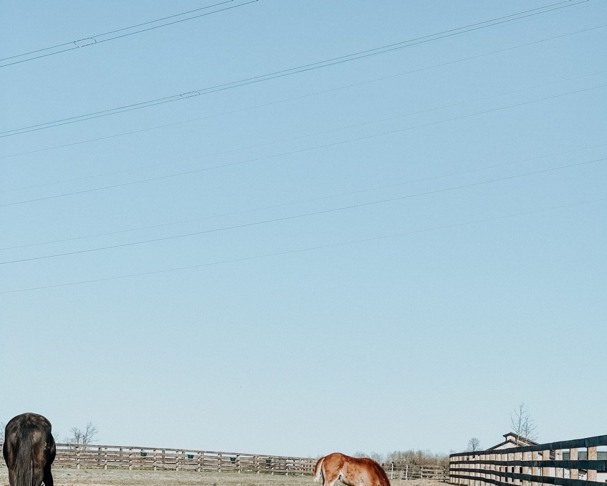 horse Stute von Mor Spirit xx (Thoroughbred, 2022, from Mor Spirit xx)
