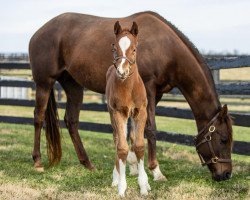 horse Stute von Munnings xx (Thoroughbred, 2022, from Munnings xx)