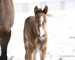 horse Hengst von Instagrand xx (Thoroughbred, 2022, from Instagrand xx)