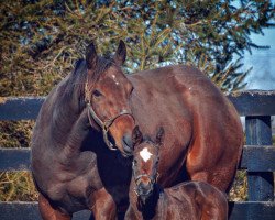 Pferd Stute von McKinzie xx (Englisches Vollblut, 2022, von Mckinzie xx)