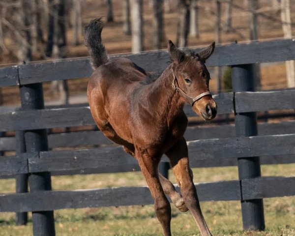 horse Stute von Mckinzie xx (Thoroughbred, 2022, from Mckinzie xx)