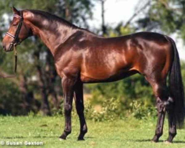 stallion Buetow (Trakehner, 1981, from Mahagoni)
