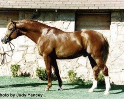 horse Harper (Trakehner, 1987, from Mahon)