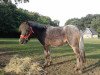 Dressurpferd Krümel (Shetland Pony, 2011)