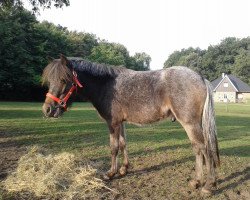 Dressurpferd Krümel (Shetland Pony, 2011)