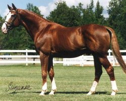 stallion Hadrian (Trakehner, 1983, from Beaute)