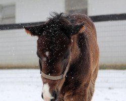 horse Hengst von Violence xx (Thoroughbred, 2022, from Violence xx)