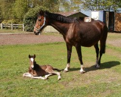 Pferd Crazy Lightning (Westfale, 2013, von Call him top)