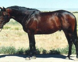 stallion Always (Trakehner, 1987, from Royal Ransom)