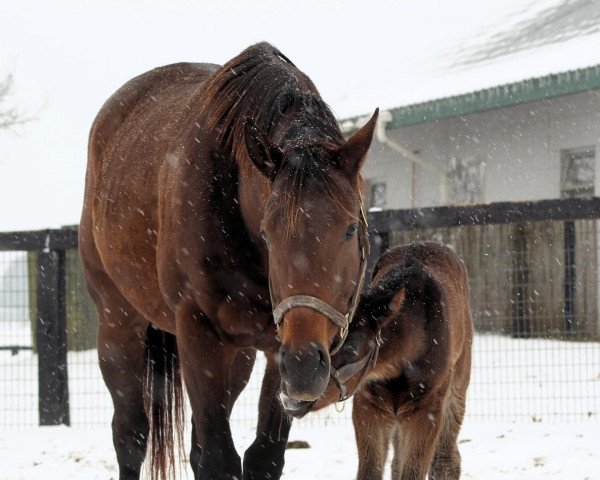 broodmare America´s Surprise xx (Thoroughbred, 2017, from American Pharoah xx)