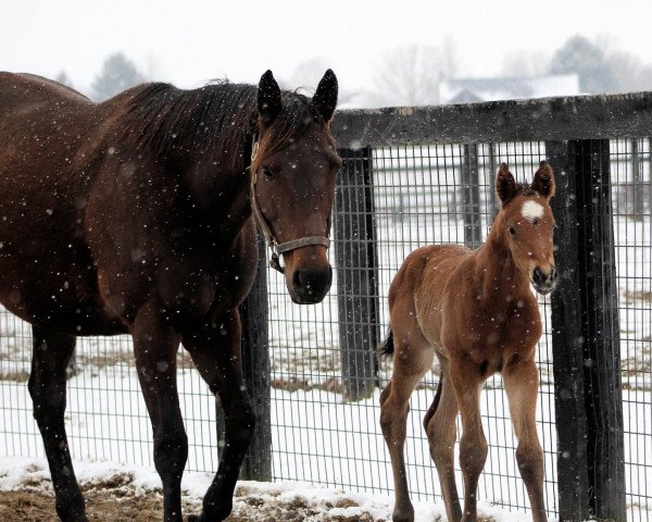 broodmare Dream Tree xx (Thoroughbred, 2015, from Uncle Mo xx)