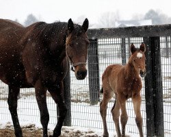 broodmare Dream Tree xx (Thoroughbred, 2015, from Uncle Mo xx)