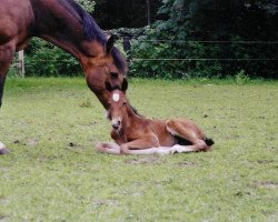 dressage horse Laurenz (Westfale, 2007, from Laudabilis)