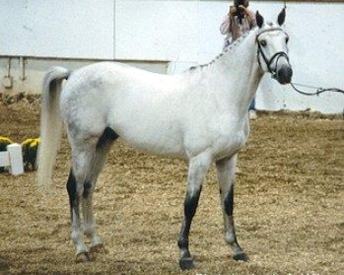 Deckhengst Special Memories (Trakehner, 1986, von Abdullah)