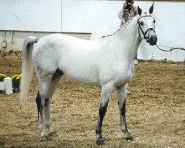 stallion Special Memories (Trakehner, 1986, from Abdullah)