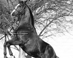 stallion Frost Giant xx (Thoroughbred, 2003, from Giant's Causeway xx)