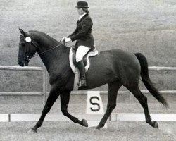 Deckhengst Fasolt (Trakehner, 1972, von Kyrill)