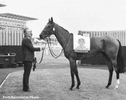 horse Snowfall xx (Thoroughbred, 2018, from Deep Impact xx)